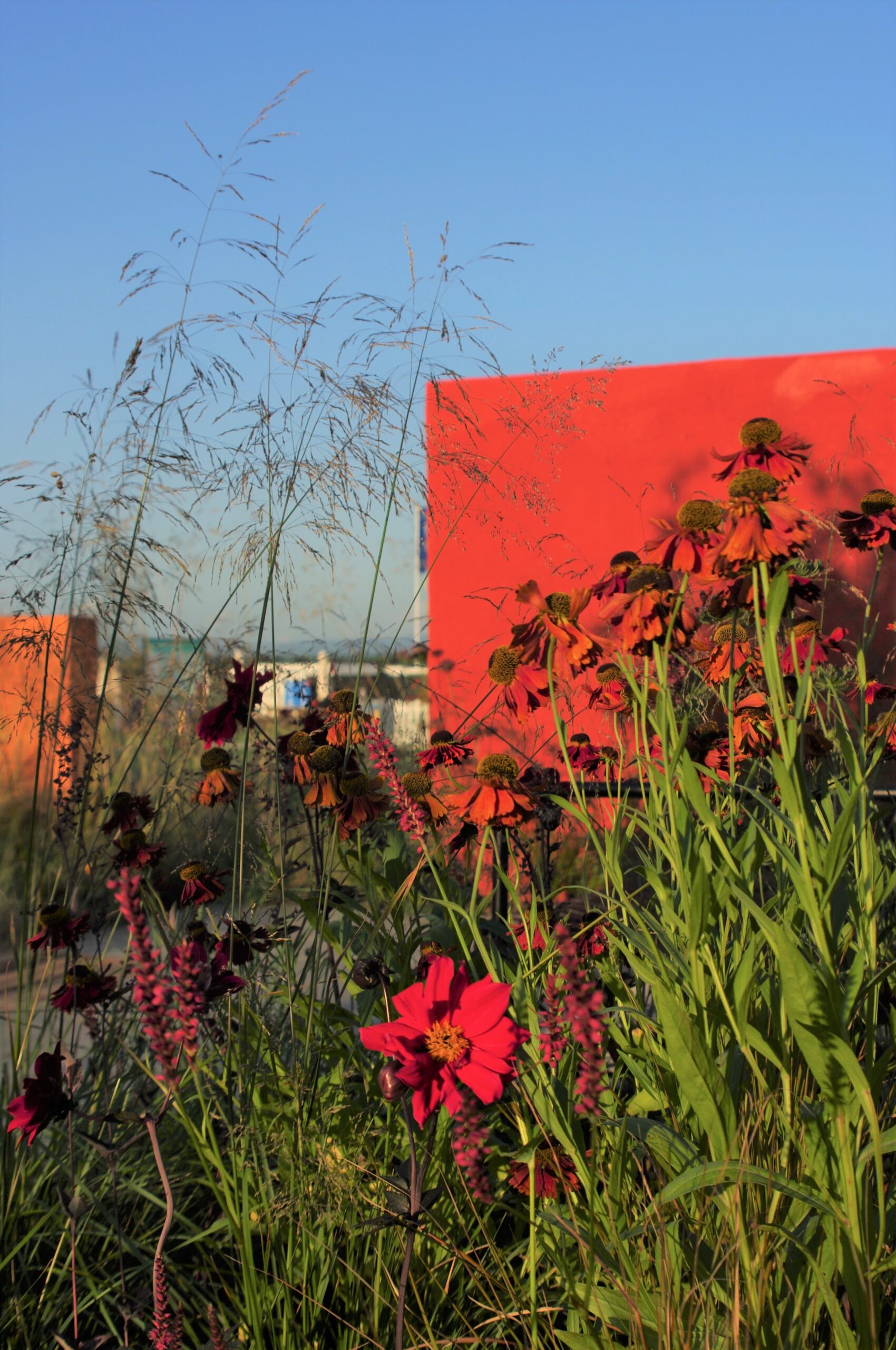 Wild red and orange coneflowers and tall grasses in front of a bright red rectangular wall under a clear blue sky.